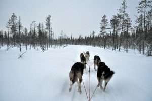 Reisebericht: Ein arktisches Abenteuer – Nord-Finnland im Winter