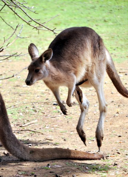 Känguru im Tasmanian Devil Park