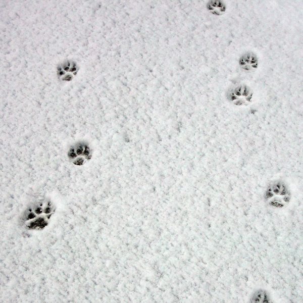 Hundespuren in Ilulissat