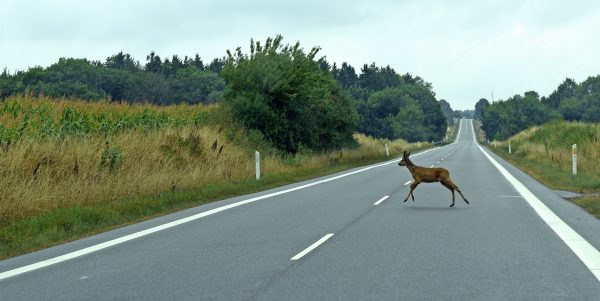 Bambi auf Bornholm