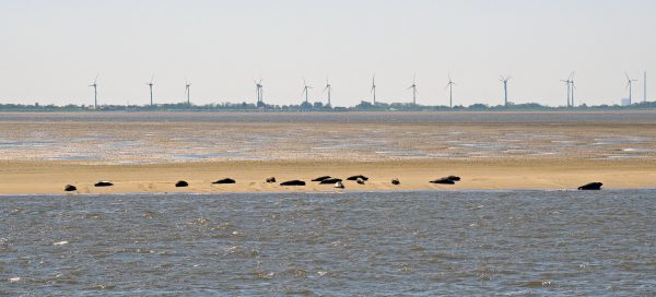 Robben auf der Weser