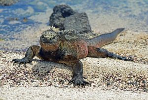Reisebericht: Auf der Suche nach dem Paradies: Galapagos & Meer