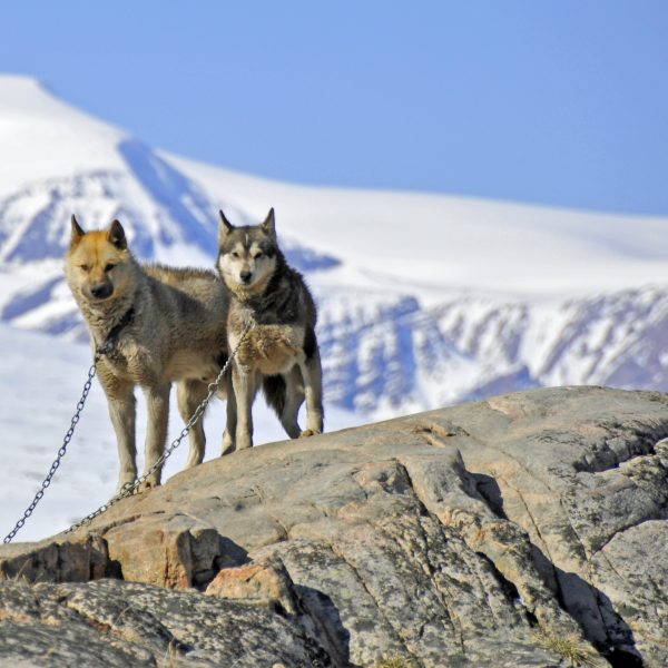Grönlandhunde in Uummannaq