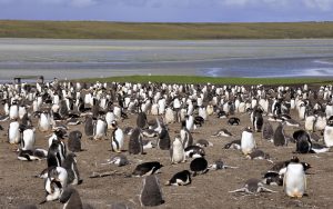 Galerie: Falklandinseln