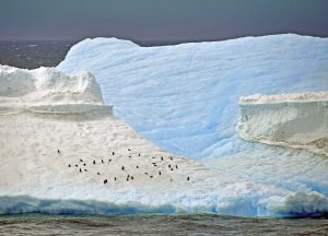 Reisebericht: Falkland und die Antarktis mit der MS Delphin: Außergewöhnlich gut!
