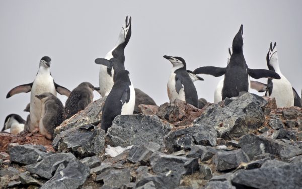 Pinguine auf Half Moon Island
