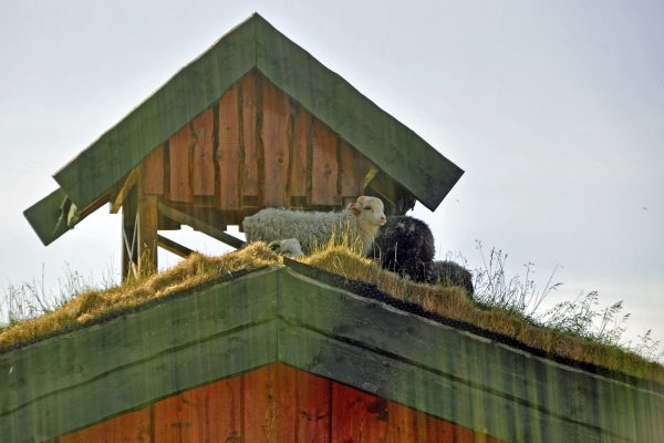 Schafe auf dem Dach auf den Lofoten / Norwegen