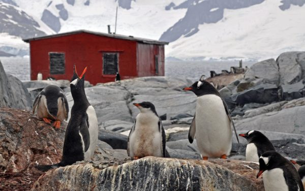 Pinguine auf der Petermann Insel