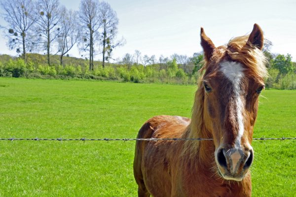 Ein Pferd auf der Isle of Wight