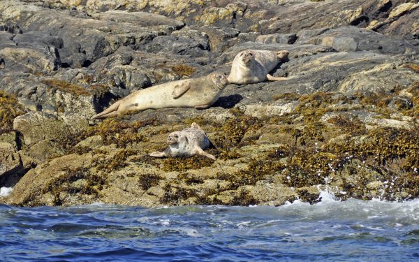 Robben auf den Summer Islands / Schottland