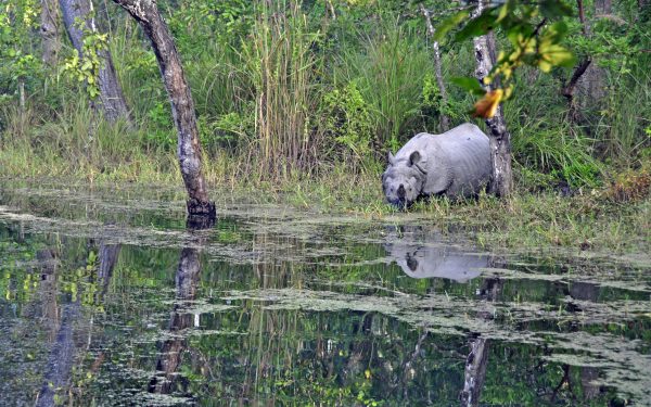 Im Chitwan Nationalpark (Rhino 1)