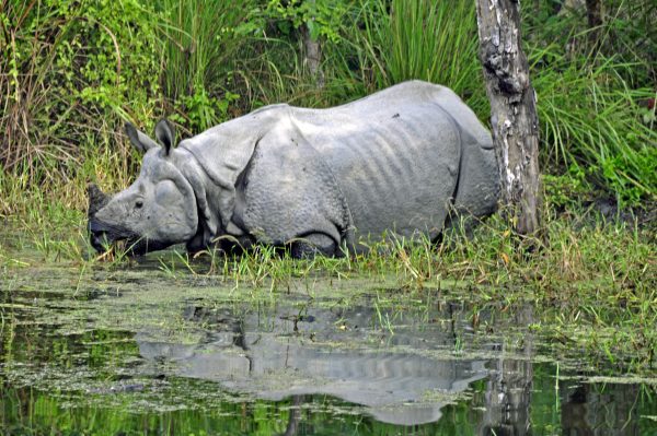 Im Chitwan Nationalpark (Rhino 1)