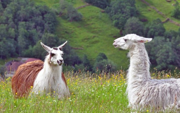 Lama-Flirt in Geiranger