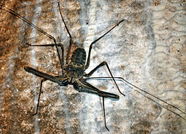 Eine Skorpion-Spinne in einem Höhlentempel
