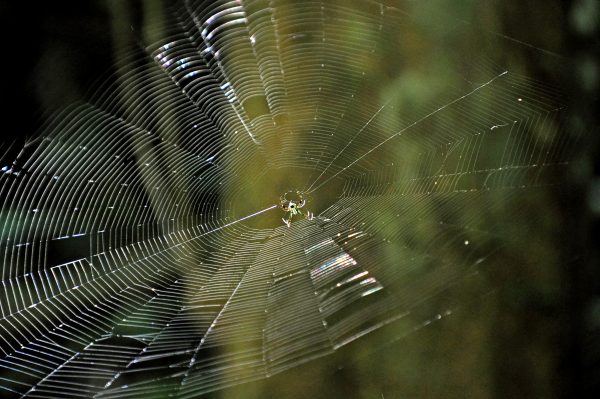 Eine Spinne im Nationalpark Khao Yai