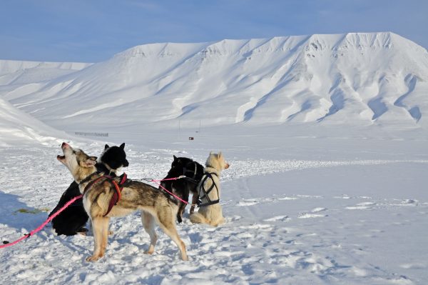 Auf Hundeschlittentour in Spitzbergen