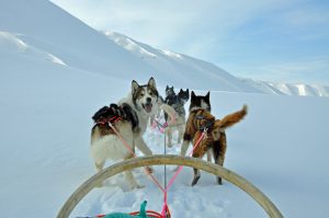 Reisebericht: Unterwegs auf Spitzbergen mit Huskys