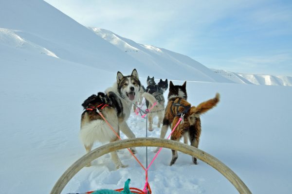 Auf Hundeschlittentour in Spitzbergen