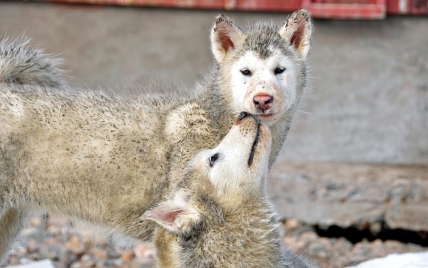 Grönland-Hunde in Ittoqqortoormiit