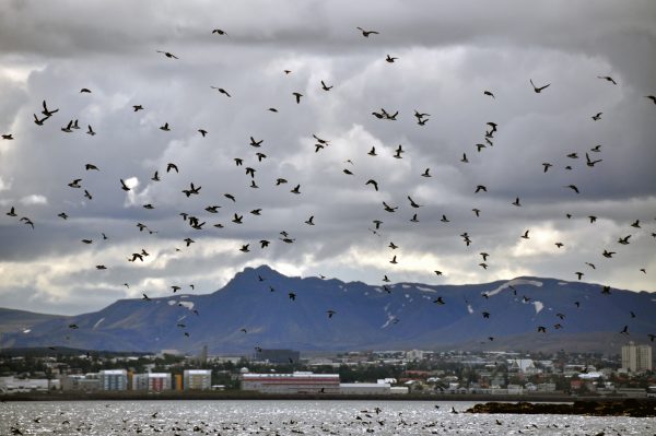 Papageitaucher vor Reykjavik