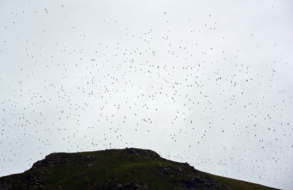 Die Vogelwelt von Gjesværstappan Islands, Norwegen