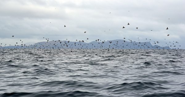 Die Vogelwelt von Gjesværstappan Islands, Norwegen