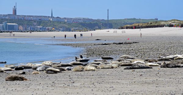 Robben auf der Insel Düne auf Helgoland