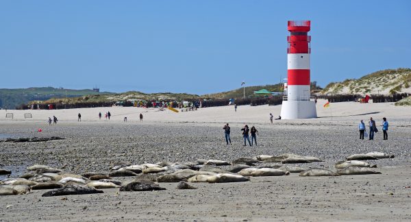 Robben auf der Insel Düne auf Helgoland