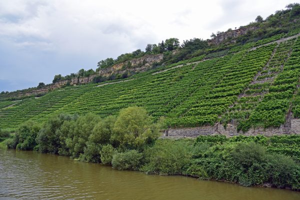 Blick auf Weinberge am Neckar