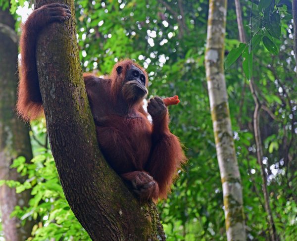 Ein Orang-Utan im Gunung Leuser Nationalpark