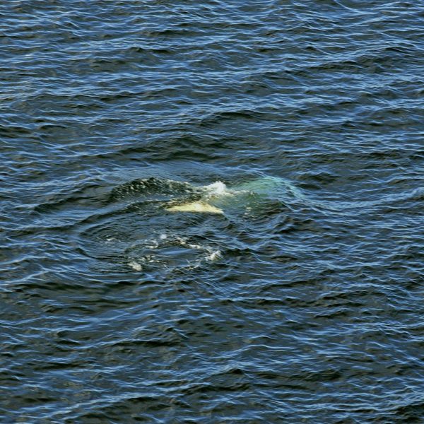 Wale-Suchen im Woodfjorden, Spitzbergen