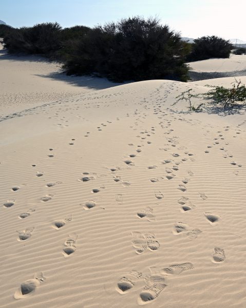 Sandspuren in der Deserto de Viana auf Boa Vista, Kapverden