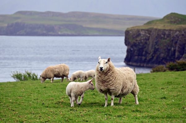 Schafherde auf der Isle of Canna