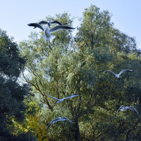Vögel im Donau-Delta