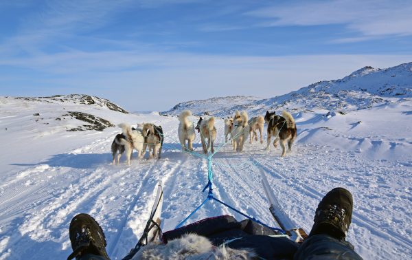 Hundeschlittenfahrt in Ilulissat im Winter auf Grönland