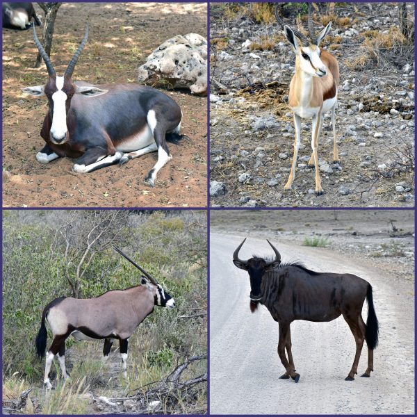 Horntiere im Etosha Nationalpark