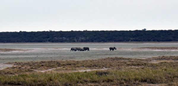 Nashörner im Etosha Nationalpark