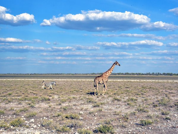 Zebra und Giraffe im Etosha Nationalpark