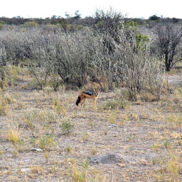 Ein Schakal im Etosha Nationalpark
