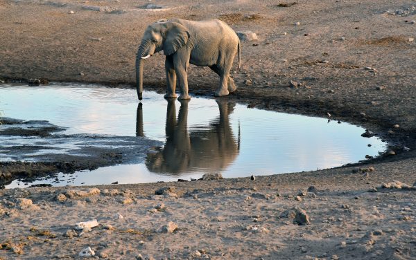Ein Wasserloch im Etosha Nationalpark