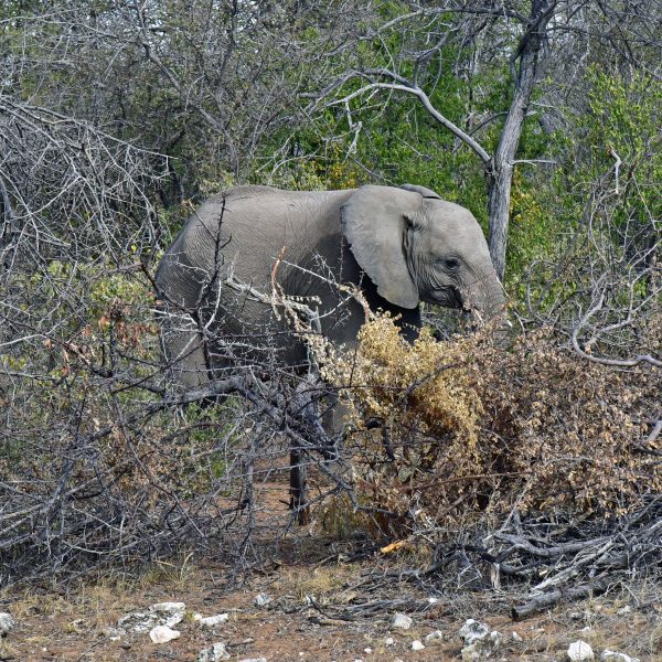 Elefant im Etosha Nationalpark