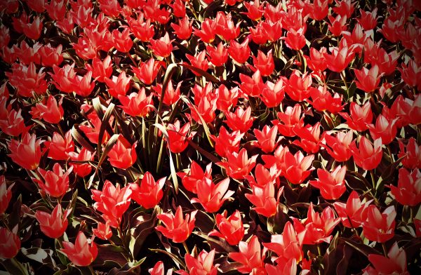 Rote Tulpen in der Floralia 2022 / Belgien