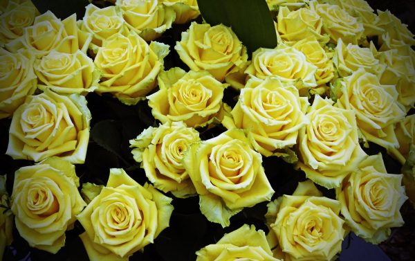 Gelbe Rosen auf der Floralia 2022 / Belgien