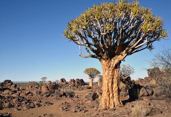 Köcherbäume im Garas Park in Namibia