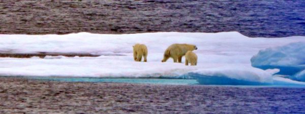 Eisbär-Mutter mit Kindern bei Beechey Island
