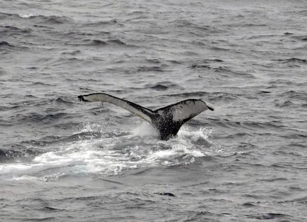 Ein Wal an der Südwest-Küste von Grönland, gesehen von der HANSEATIC inspiration