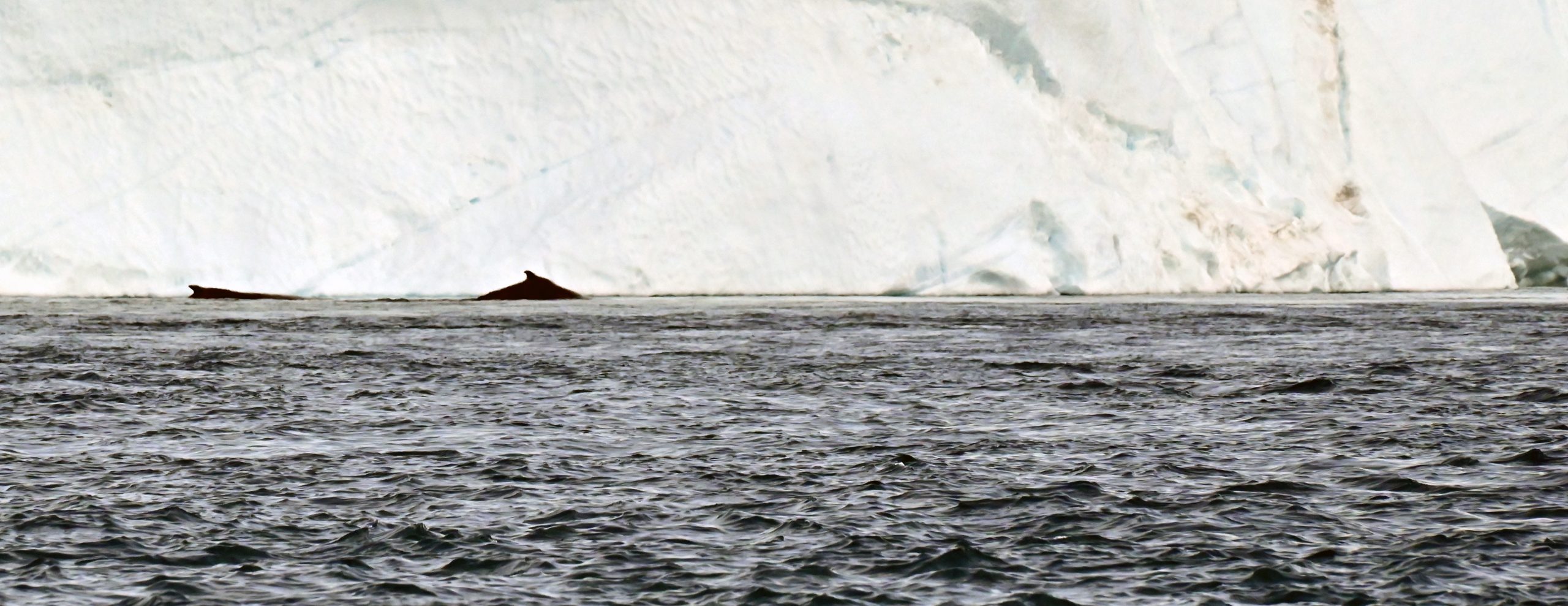 Wale im Ilulissat-Eisfjord