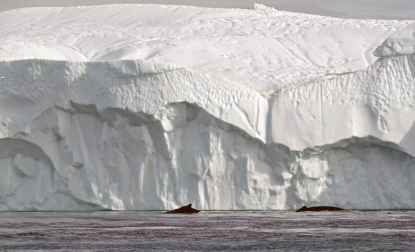 Zwei Wale im Ilulissat-Eisfjord