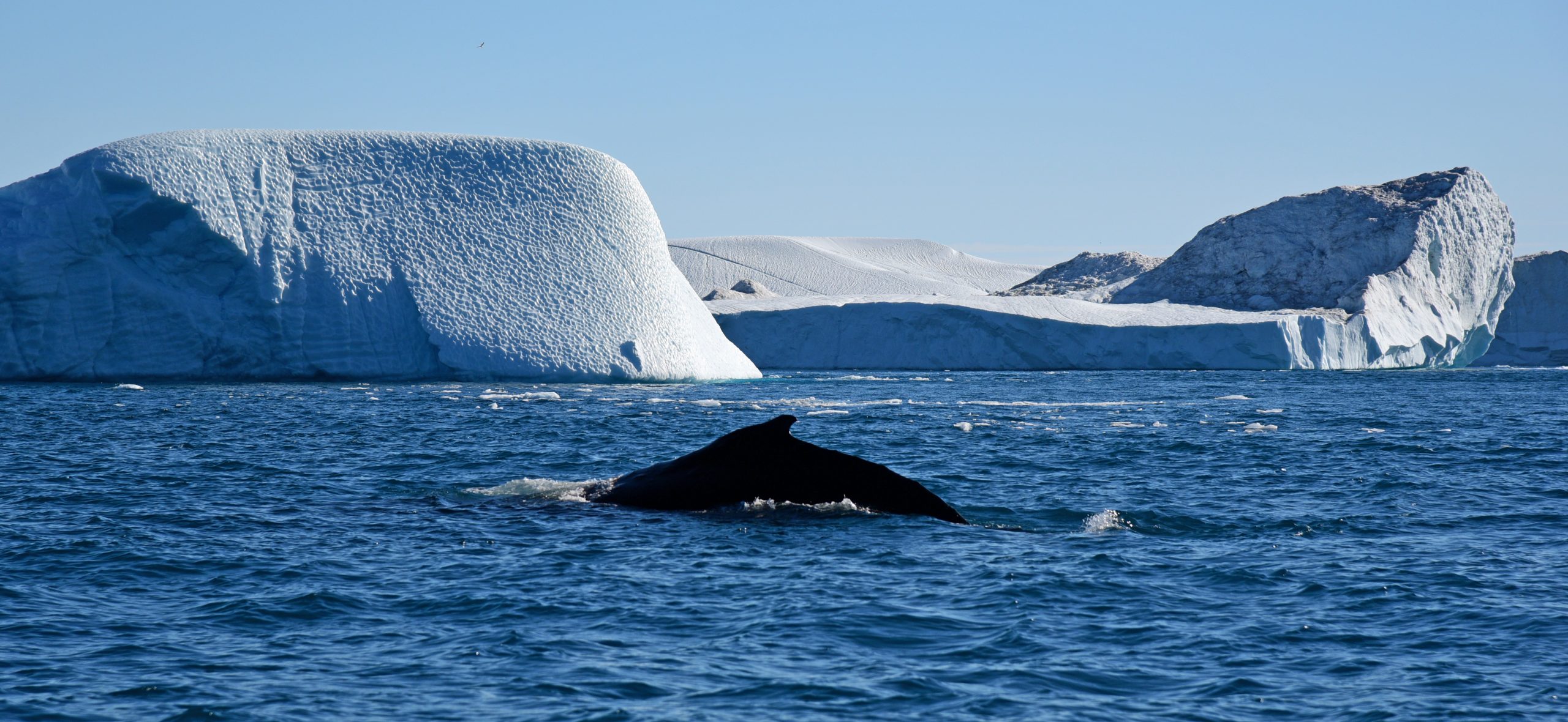 Ein Wal im Eisfjord von Ilulissat