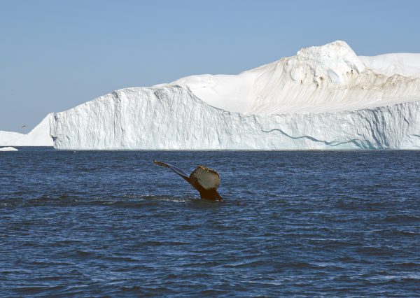 Ein Wal im Eisfjord von Ilulissat